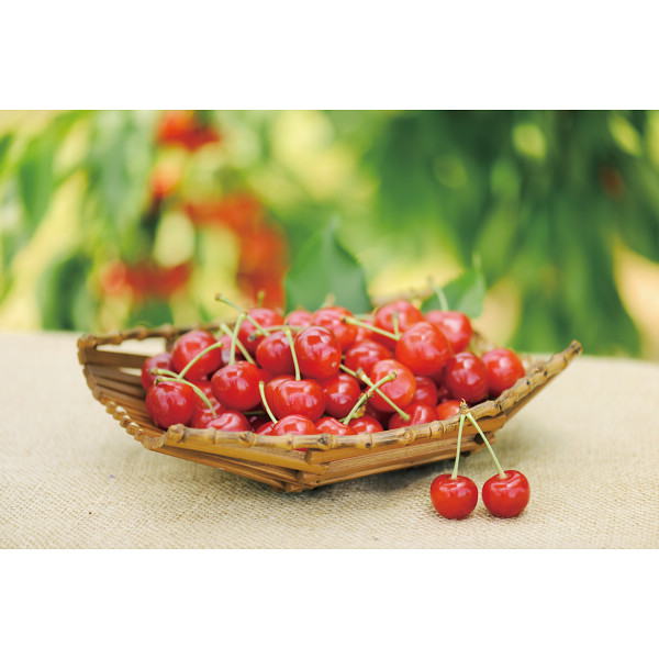 山形県産さくらんぼ佐藤錦（５００ｇ）