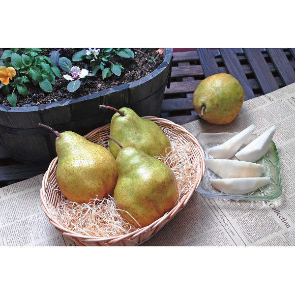 山形県産 シルバーベル（５ｋｇ）