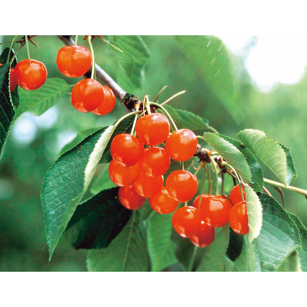 山形産 さくらんぼ（６００ｇ）