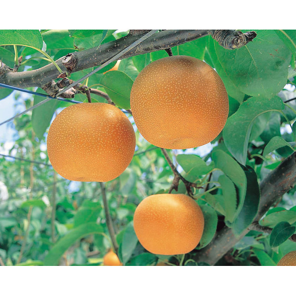 季節の梨（５ｋｇ）