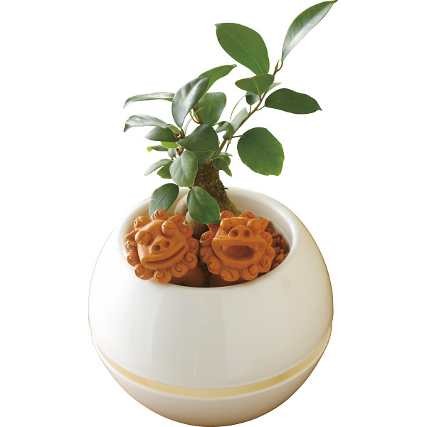 ガジュマル　シーサー　丸鉢５号鉢