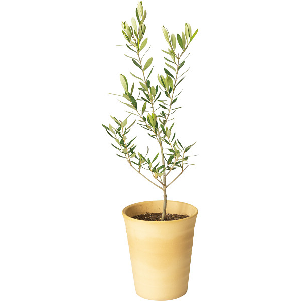 オリーブ陶器鉢植え